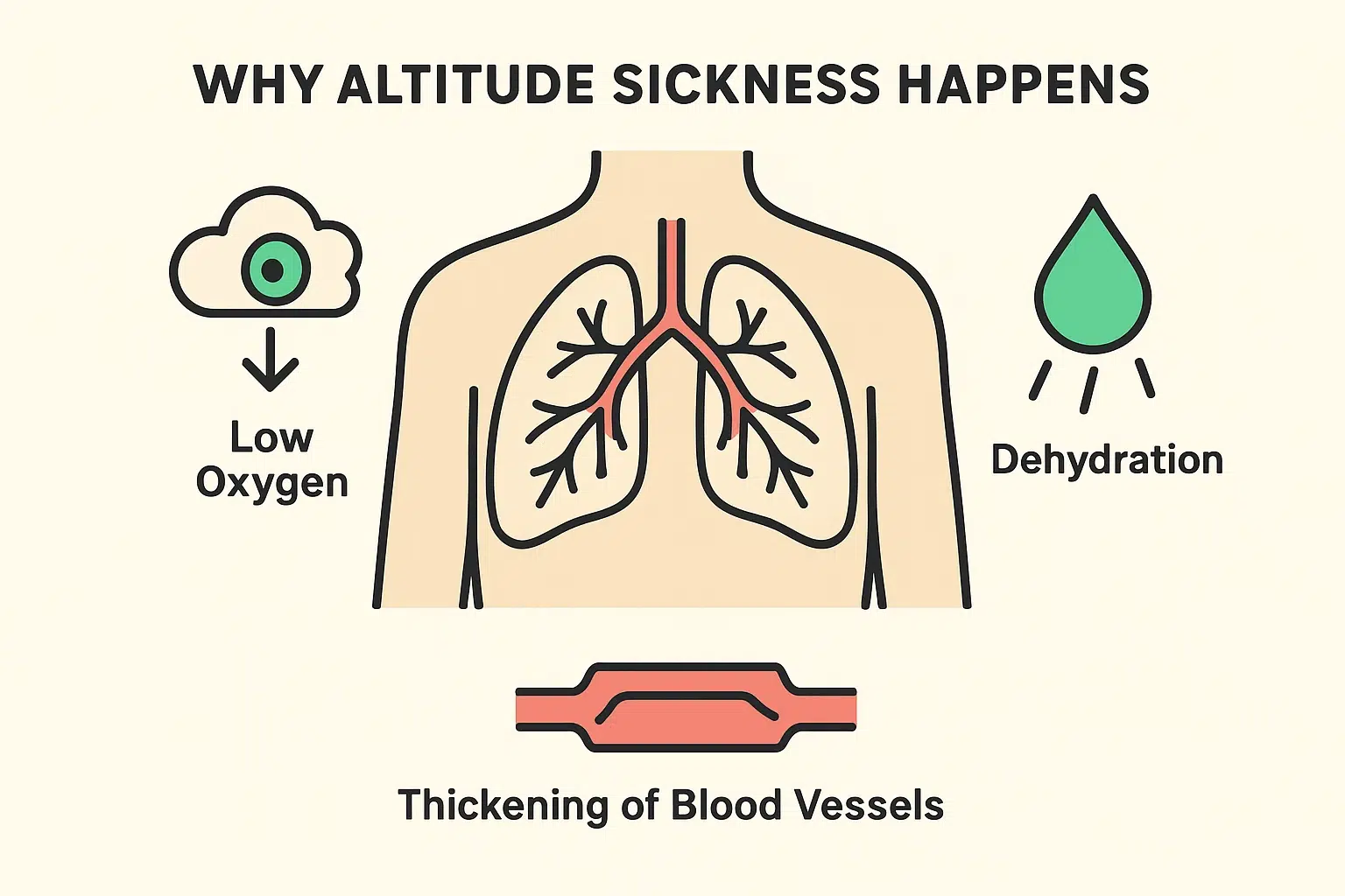 This diagram explains the core physiological causes of altitude sickness, highlighting low oxygen levels and dehydration effects on the body’s blood vessels and lungs.